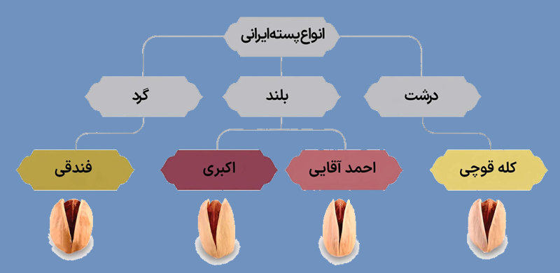 عکس انواع پسته ایرانی و مقایسه تفاوت اندازه و شکل آنها